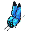 Butterfly-4