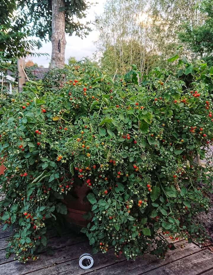 Multifloratomaten 100/1000 som får MASSVIS av små tomater!