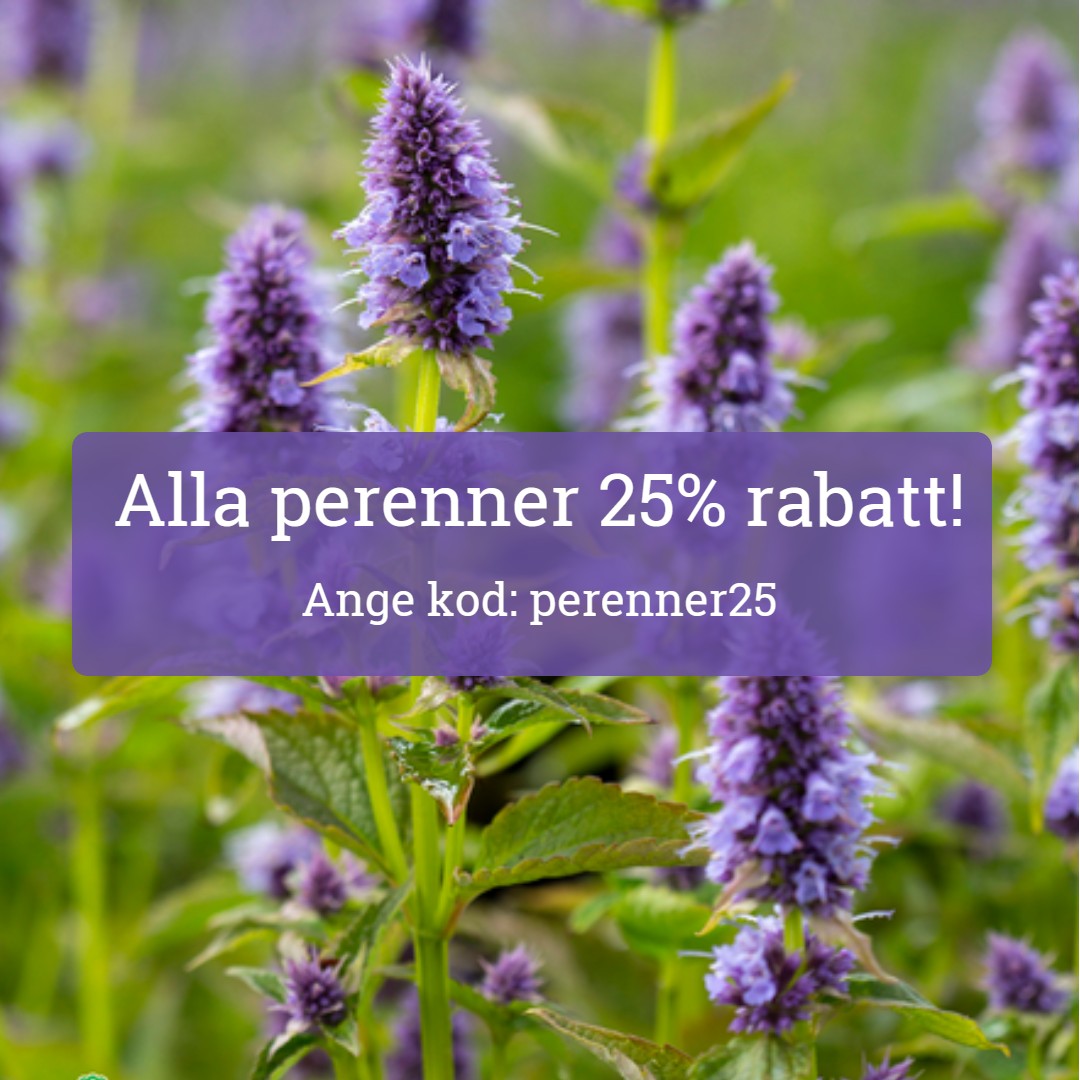 25% rabatt på perenner endast idag